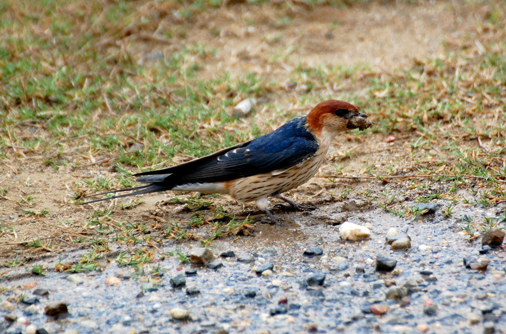 dal Sud Africa:Rondine striata maggiore (Cecropis cucullata)